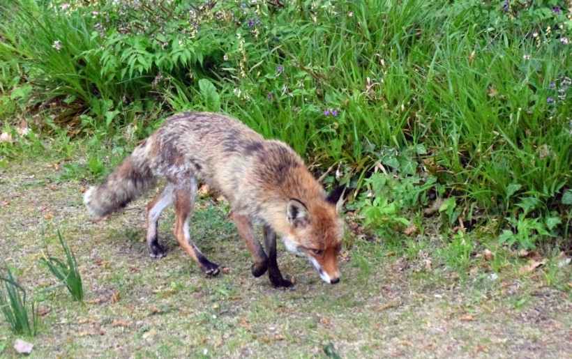 Reineke der Fuchs zu Besuch im Britzer Garten.