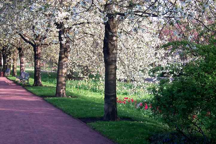Baumblütenallee im Britzer Garten.