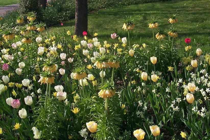 Tulpenbeet im Britzer Garten.