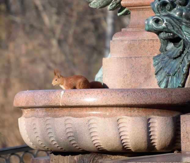 Eichhörnchen in einer Brunnenschale am Lessing-Denkmal