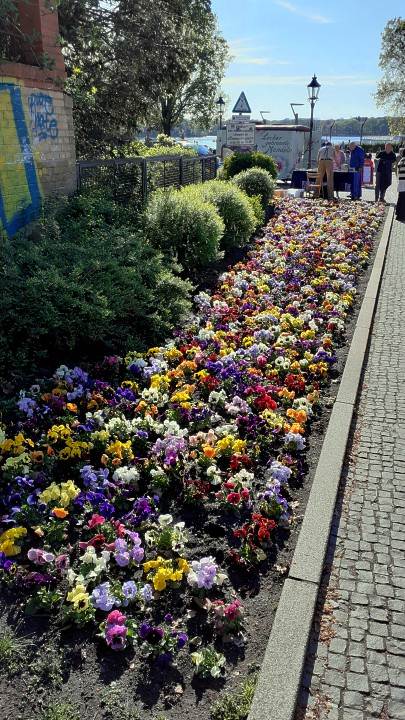Stiefmtterchen am Weg zur Greenwichpromenade.