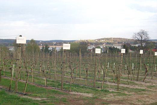 Weinanbau auf dem Werderaner Wachtelberg