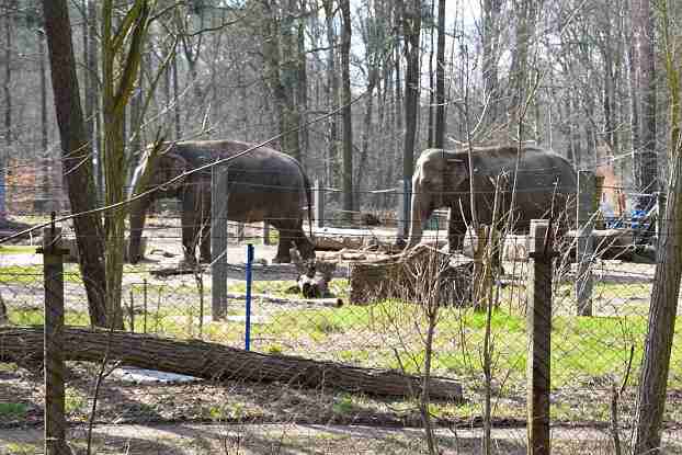 Tierpark Cottbus Elefanten