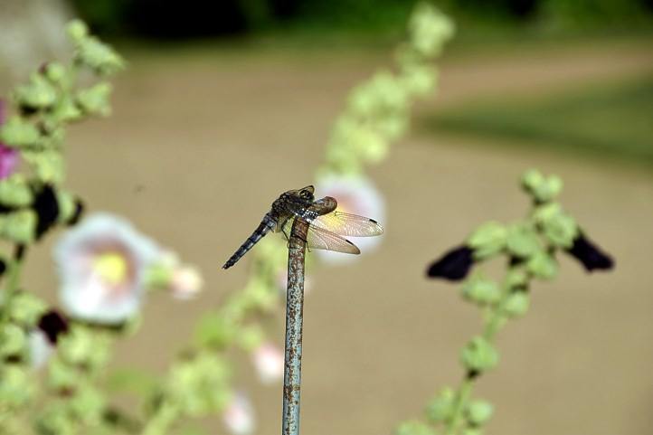 Libellen-Weibchen des südlichen Blaufeils im Schlosspark von Sacrow