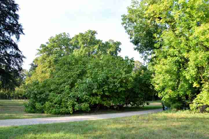 Catalpa Baum im Sommer -  Park Sanssouci