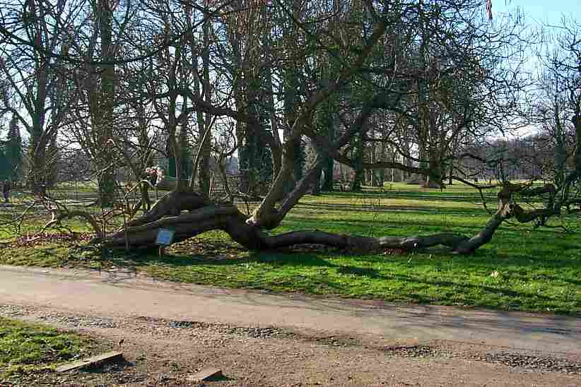 Catalpa Baum im Frühling -  Park Sanssouci.