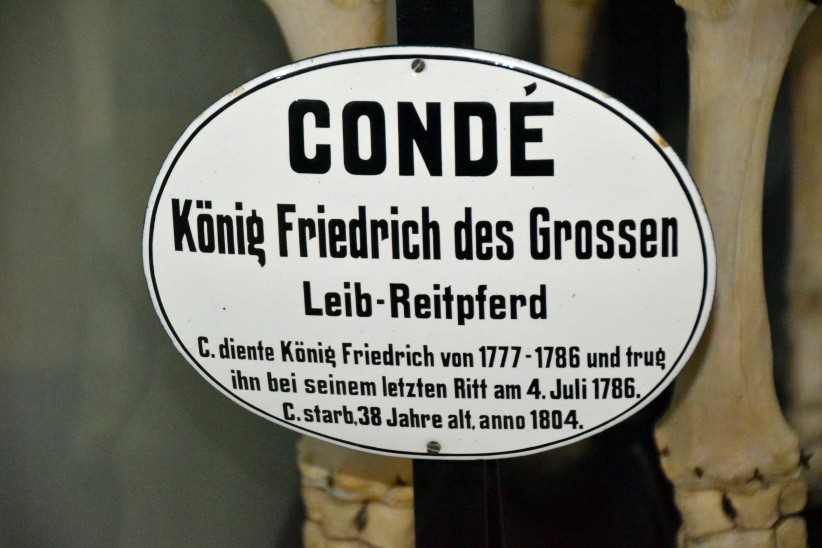 Schild Skelett Condé - Veterinärinstitut_Dahlem.
