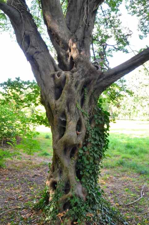 Schrulliger Baum im Park Sanssouci.