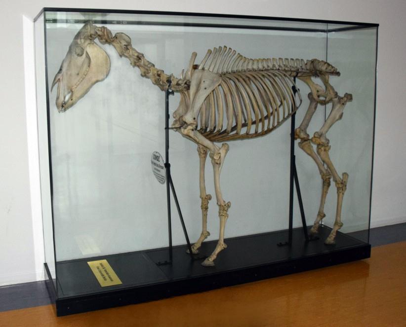 Skelett Leib-Reitpferd Condé - Lieblingspferd Friedrichs II.