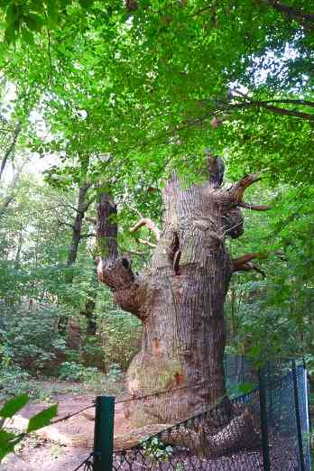 Dicke Marie, Berlins ältester Baum im Forst Tegel.