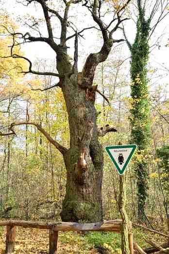 Dicke Marie, Berlins ältester Baum im Forst Tegel