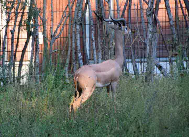 Giraffengazellenbock - Tierpark Berlin.