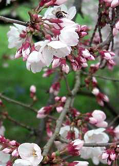 Japanische Kirschbaumbluete mit Biene