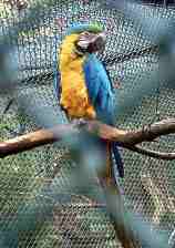 Papagei auf der Pfaueninsel